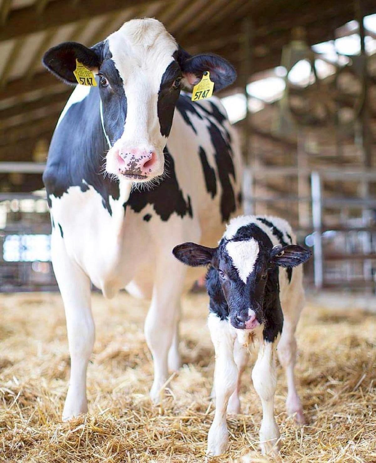Home cow
